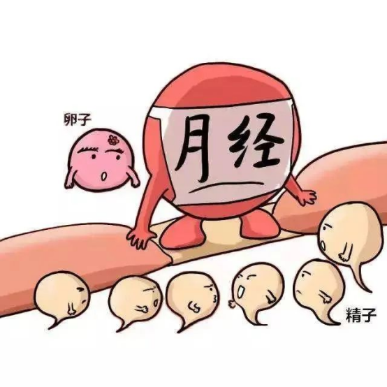 來(lái)月經(jīng)就會(huì)排卵？你要分清！