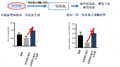 認(rèn)識(shí)芯蕊康(克弗爾肽)預(yù)防動(dòng)脈粥樣硬化心血